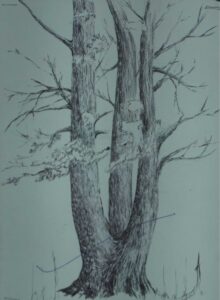 Tree Study 2