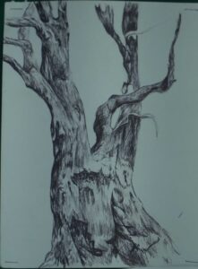 Tree Study 1
